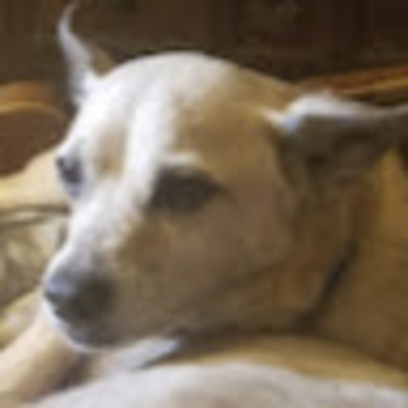 Meet your Posher, Cheryl - Picture 1 of 1